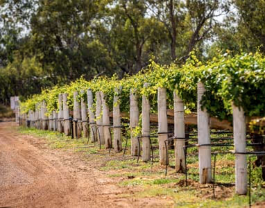 Image of vineyards.